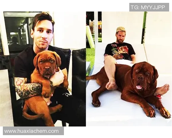 足球明星喜欢养什么狗 足球明星喜欢养什么狗